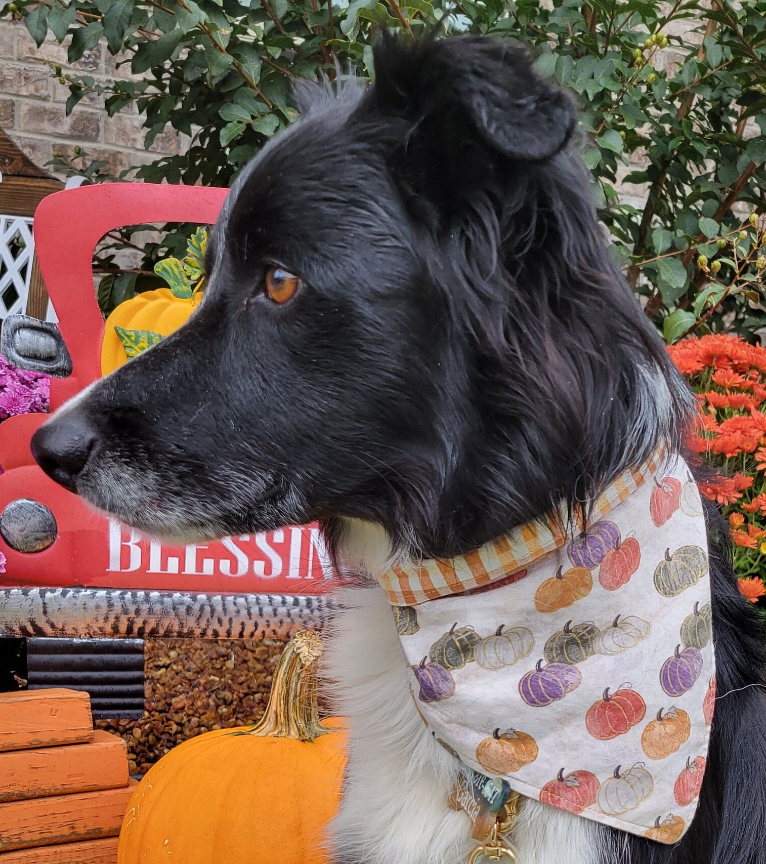 Pumpkin and Plaid Fall Reversible Bandana