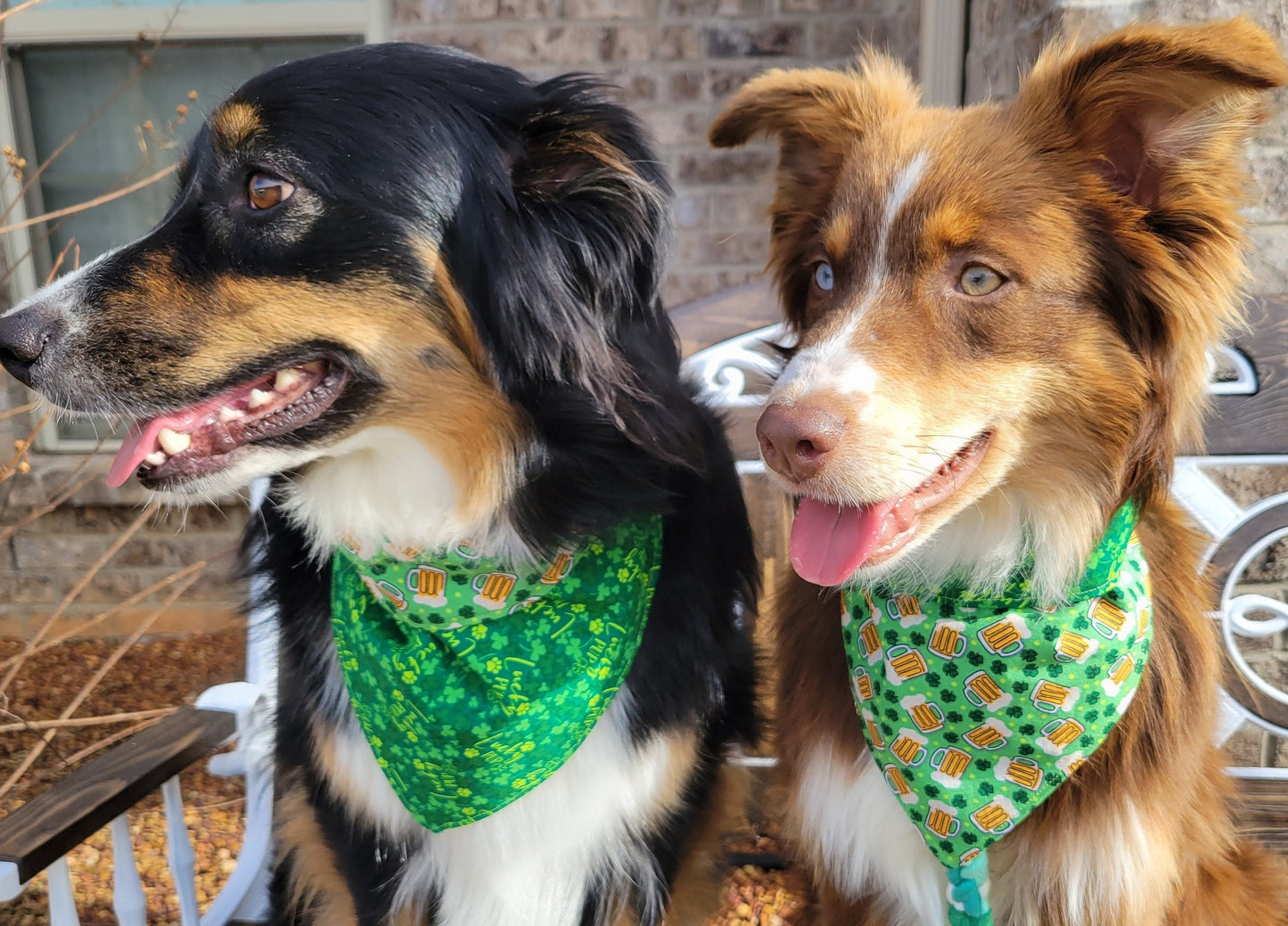 St. Patricks Day Dog Bandana - Snap on Reversible - Shamrocks and Sips