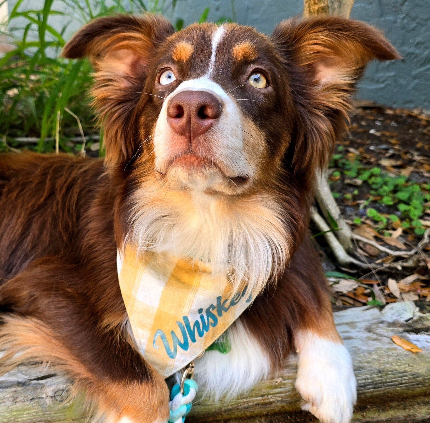 Guitar Bandana - Snap on Reversible - Dog Bandana - Plaid Bandana - Cat Bandana