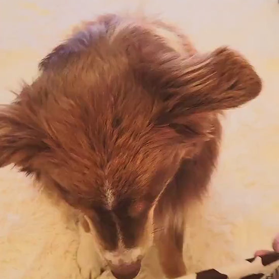 Space Christmas and Peppermint Plaid Limited Christmas and Winter Reversible Bandana